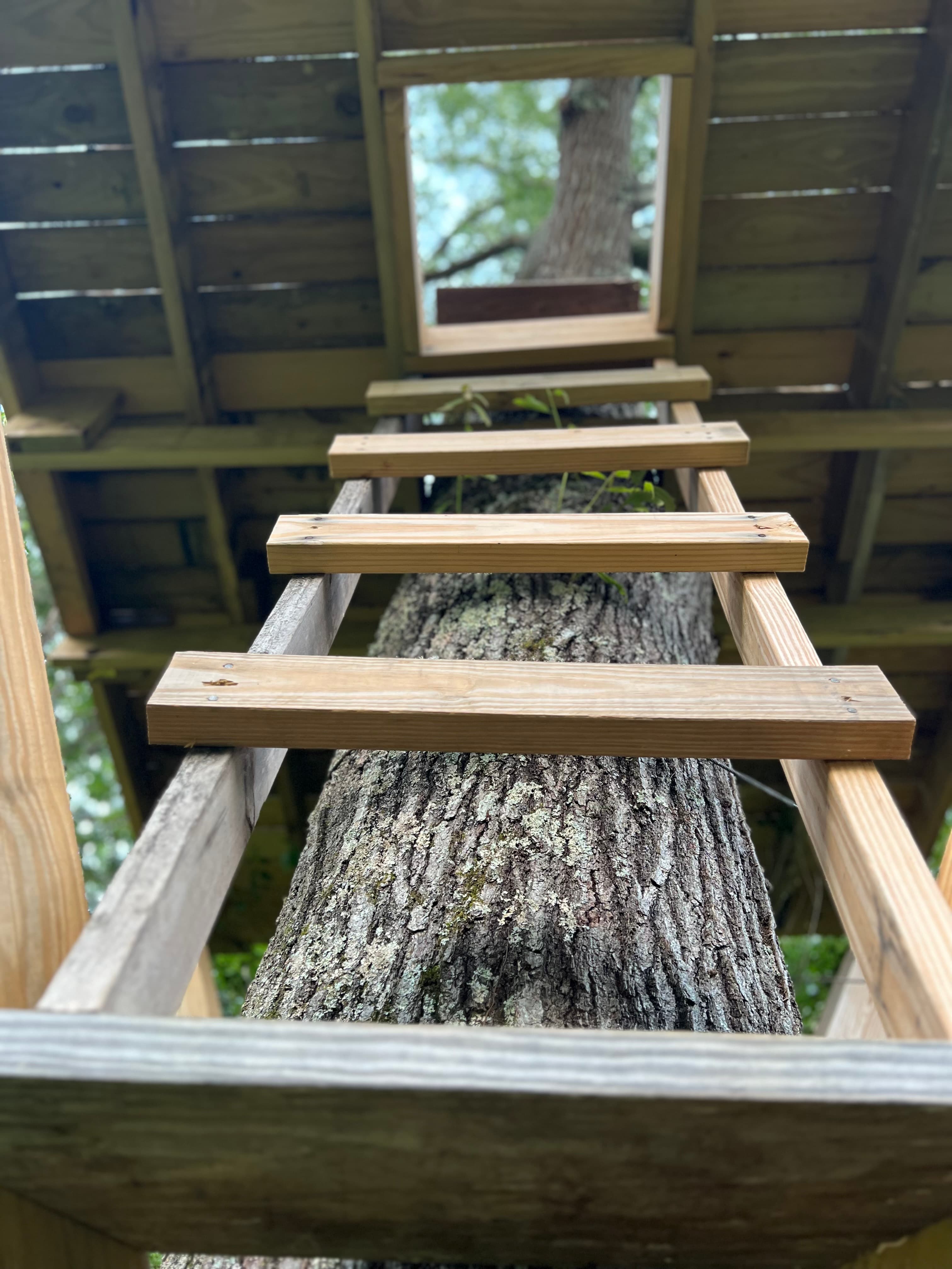 Wooden stairs climbing up to a treehouse